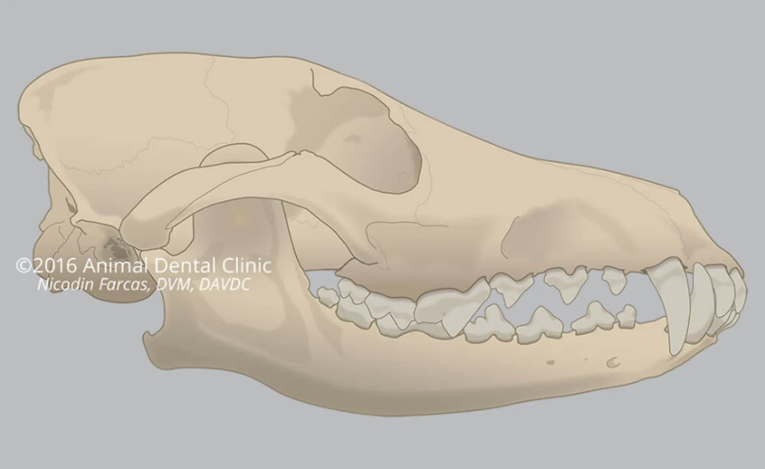 Diagram of an animal's jaw
